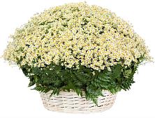 Цветочная композиция из Ромашки в корзине #REPLACE_PRED# Черницыне